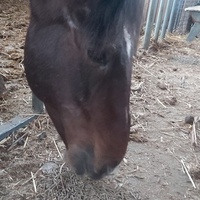 photo de livraison pour Equi-Libre : Droit à la Retraite Equine