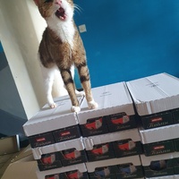 photo de livraison pour Les Buddy Chats