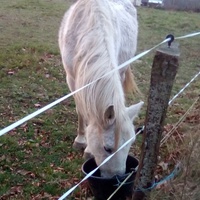 photo de livraison pour Refuge cheval Espoir