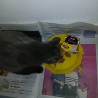 photo de livraison pour Les chats de chez nous