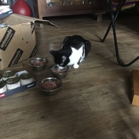 photo de livraison pour Les Chats Libres Condom 32