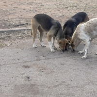 photo de livraison pour Comme Chiens et Chats Maroc