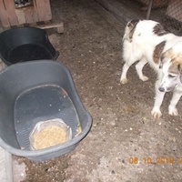 photo de livraison pour Pro Animals Finland ry