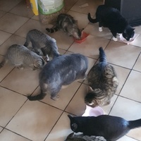 photo de livraison pour URGENCE AIDE ANIMAUX