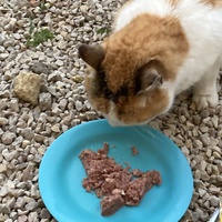 photo de livraison pour Ecole du Chat des Alpilles