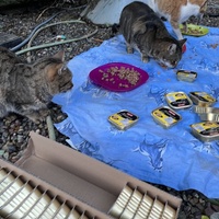 photo de livraison pour Les chats de chez nous