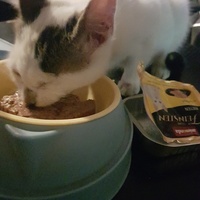 photo de livraison pour Des Cœurs pour les Pattes du 93