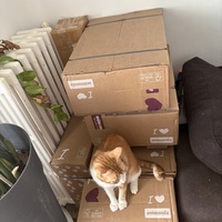 photo de livraison pour Chat Gratouille