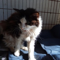 photo de livraison pour Amicale Chats
