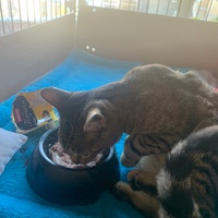 photo de livraison pour Association des Chats Camarguais