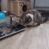 photo de livraison pour Les Chats de Cooper