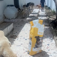 photo de livraison pour Comme Chiens et Chats Maroc