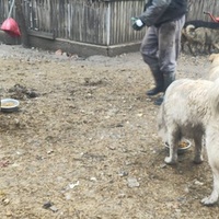 photo de livraison pour Svetlana Bjelogrlic