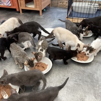 photo de livraison pour Association Des  Chats  De Hyeres