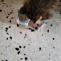 photo de livraison pour Chats Grains d'Amour
