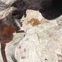 photo de livraison pour Protect Cat