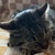 photo animal