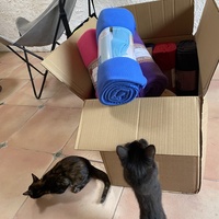photo de livraison pour Les Chats de Condom 32