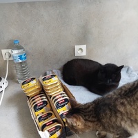 photo de livraison pour Chez Minou