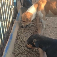 photo de livraison pour 4 Pattes Mogador