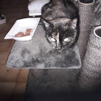 photo de livraison pour Une vie, Un chat