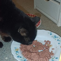 photo de livraison pour Protect Cat