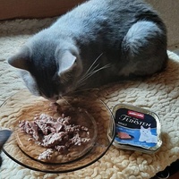 photo de livraison pour Bien vivre avec les Chats Sallélois