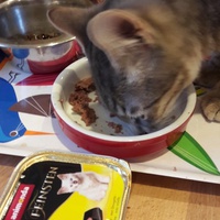 photo de livraison pour Les Chats libres de Fleurance