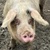 photo animal