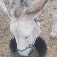 photo de livraison pour Equi-Libre : Droit à la Retraite Equine