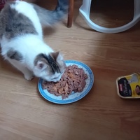 photo de livraison pour Les Félins Concitoyens de Saint Eliph