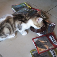 photo de livraison pour Jardin des Chats
