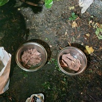 photo de livraison pour Les Chats de Dugny