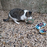 photo de livraison pour Clan du chat libre