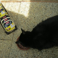 photo de livraison pour Au Bonheur des Chats Libres