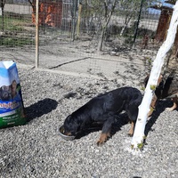 photo de livraison pour Azil za pse"Poslednja oaza"