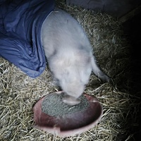 photo de livraison pour Chats Libres de Béziers