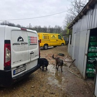 photo de livraison pour Svetlana Bjelogrlic