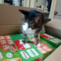 photo de livraison pour L'Arche de Marie - Mes Amours de Chats