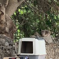 photo de livraison pour Les Chats Libres de Mirepeisset