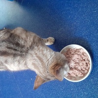 photo de livraison pour La Légende des Chats