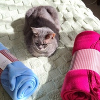 photo de livraison pour École du chat libre du Bocage bressuirais
