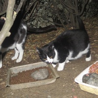 photo de livraison pour Chat Libre de l'Ile du Ramier
