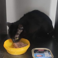 photo de livraison pour Chat Suffit a.sb.l.