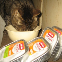 photo de livraison pour Jardin des Chats