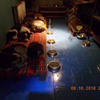 photo de livraison pour Pro Animals Finland ry