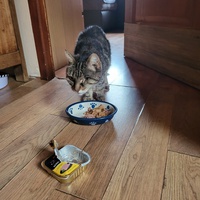 photo de livraison pour Chat de Gout'hier sans Toit