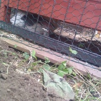 photo de livraison pour Poils de Tendresse