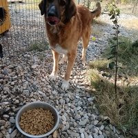 photo de livraison pour Civic Initiative Kane Korzo Skopje