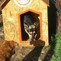photo de livraison pour Refuge pour chiens de Baia Mare